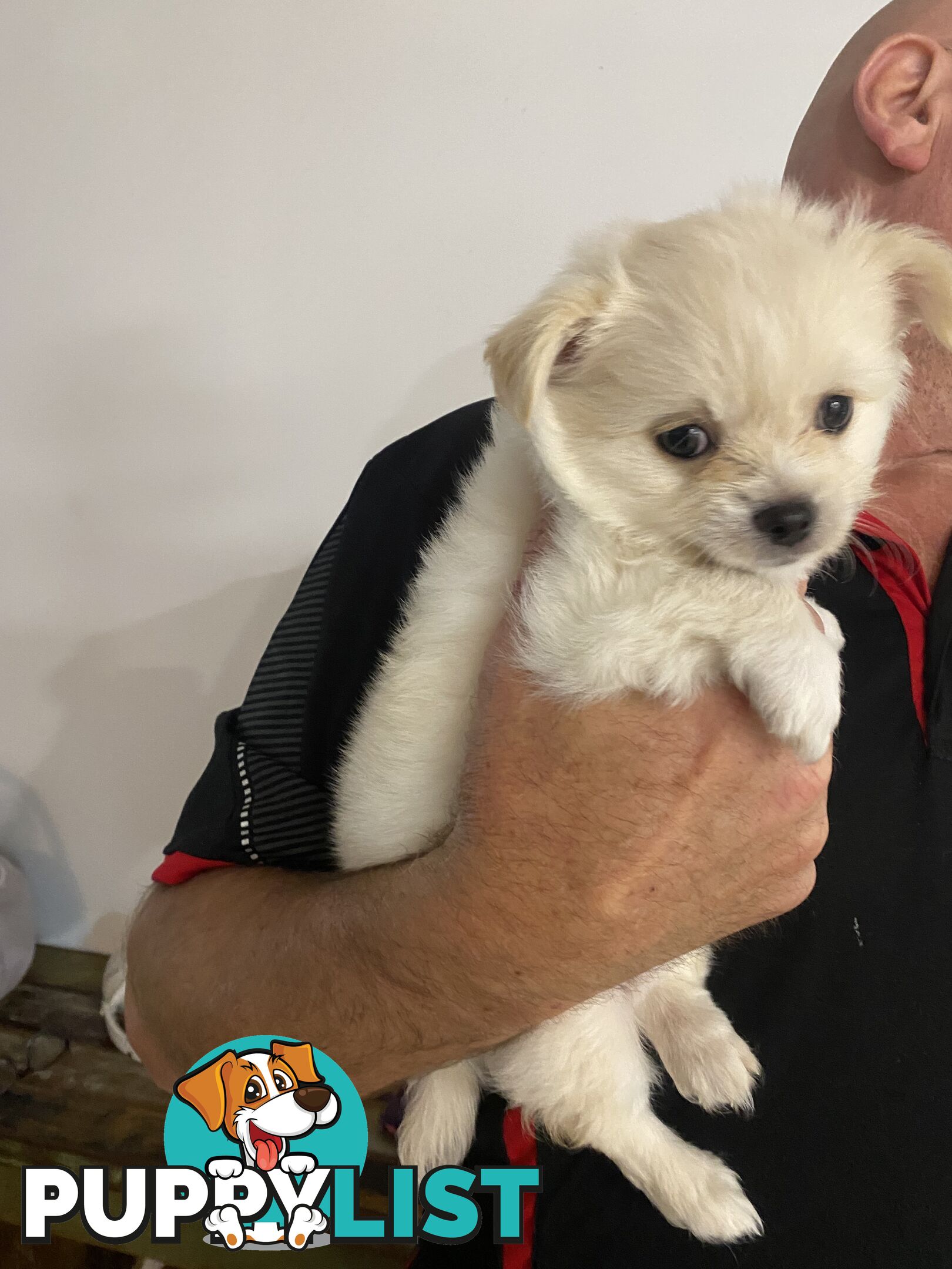 Chihuahua long hair purebred x Maltipom puppies x 3