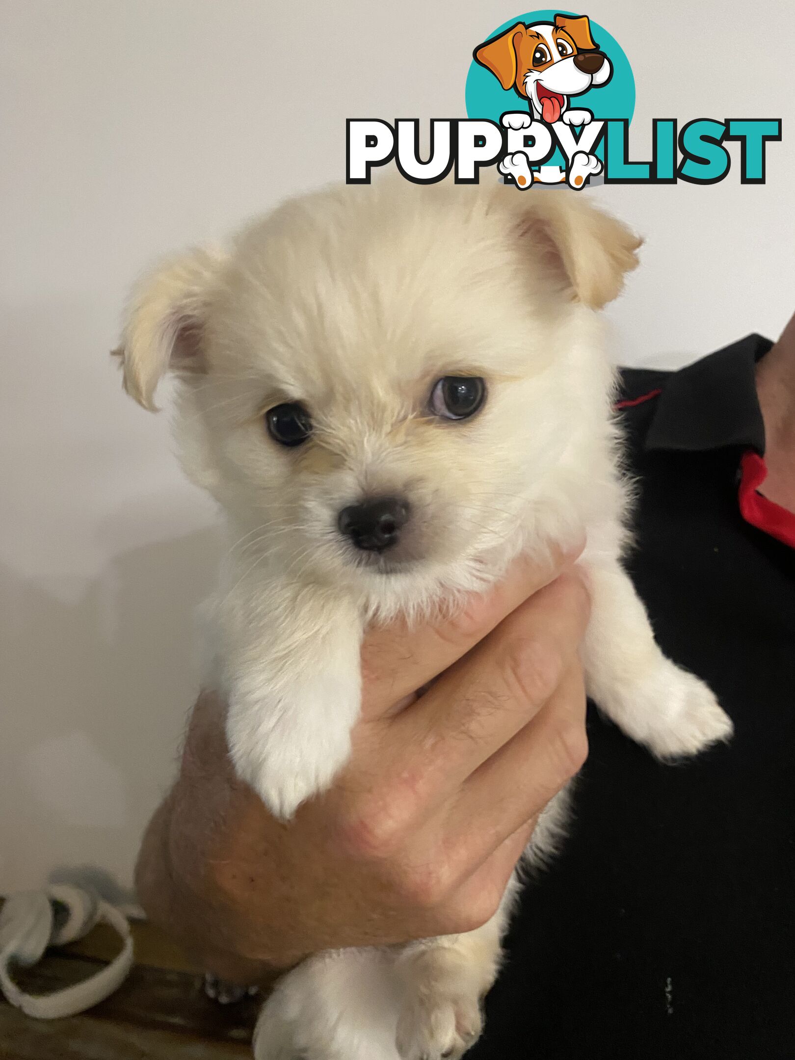 Chihuahua long hair purebred x Maltipom puppies x 3