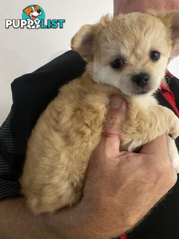 Chihuahua long hair purebred x Maltipom puppies x 3