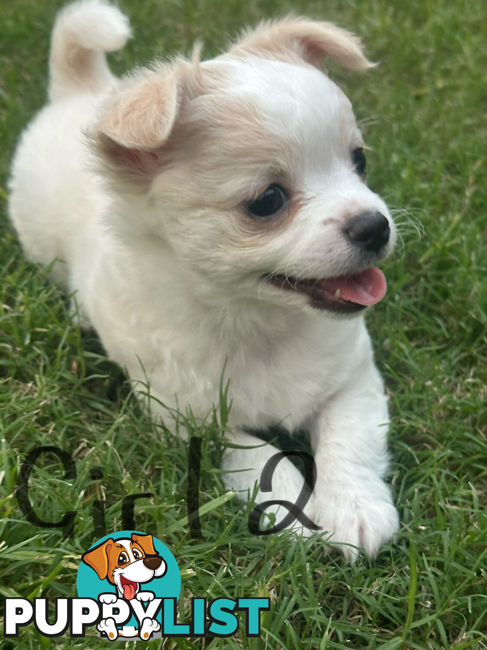 Chihuahua long hair purebred x Maltipom puppies x 3