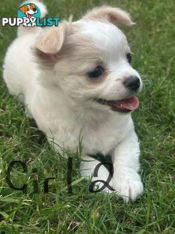 Chihuahua long hair purebred x Maltipom puppies x 3