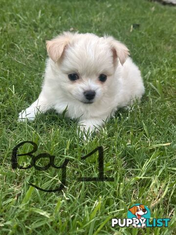 Chihuahua long hair purebred x Maltipom puppies x 3