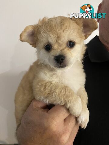 Chihuahua long hair purebred x Maltipom puppies x 3