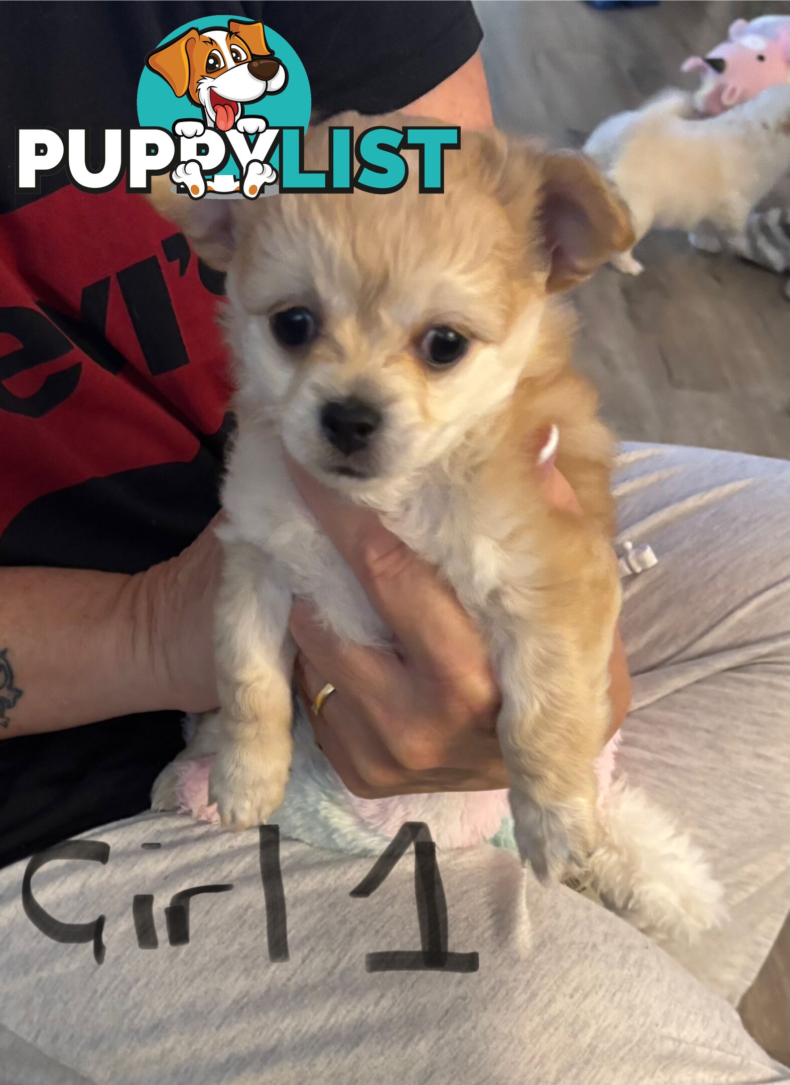 Chihuahua long hair purebred x Maltipom puppies x 3