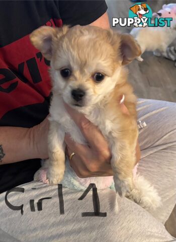 Chihuahua long hair purebred x Maltipom puppies x 3