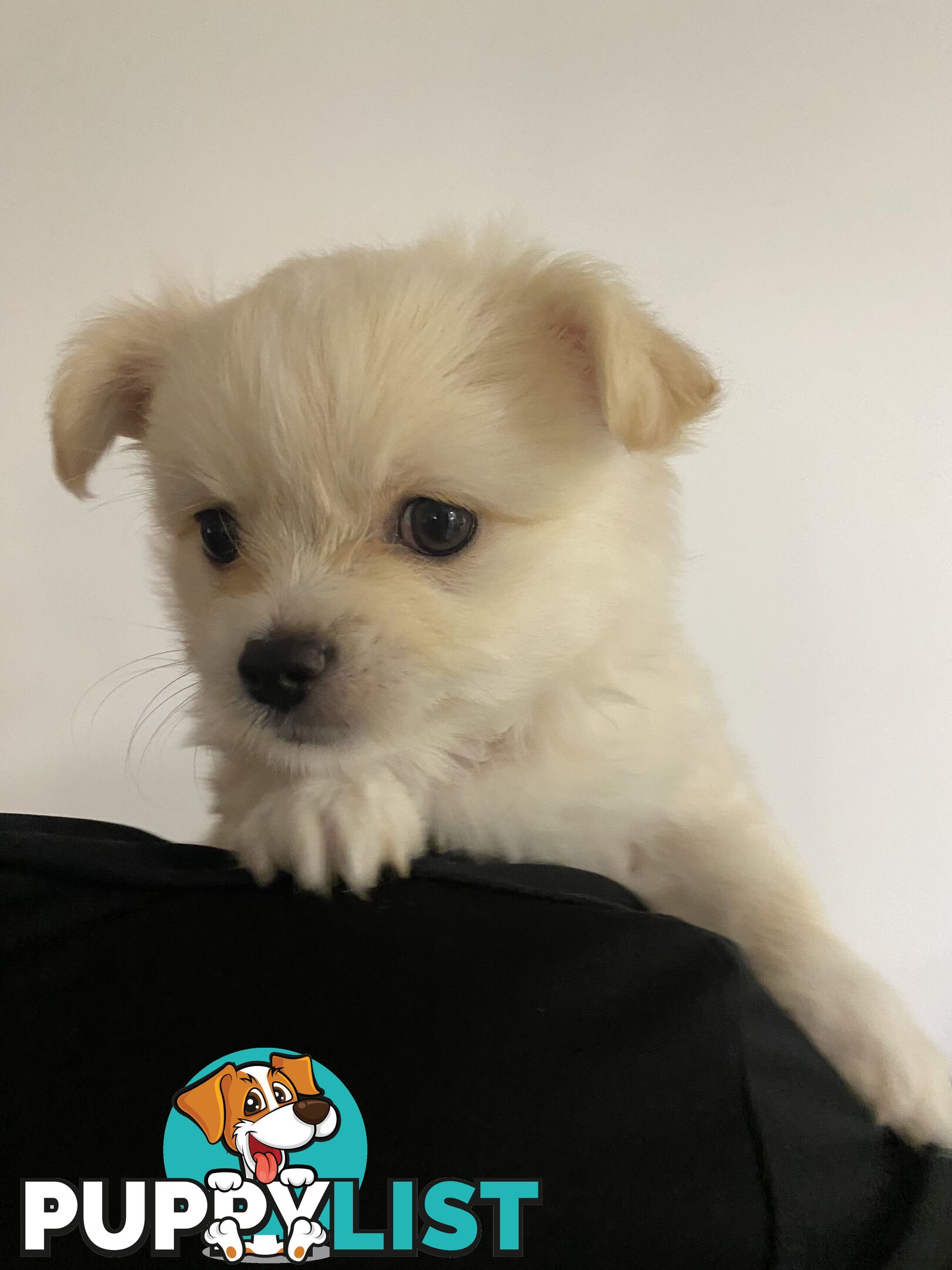 Chihuahua long hair purebred x Maltipom puppies x 3