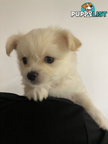 Chihuahua long hair purebred x Maltipom puppies x 3