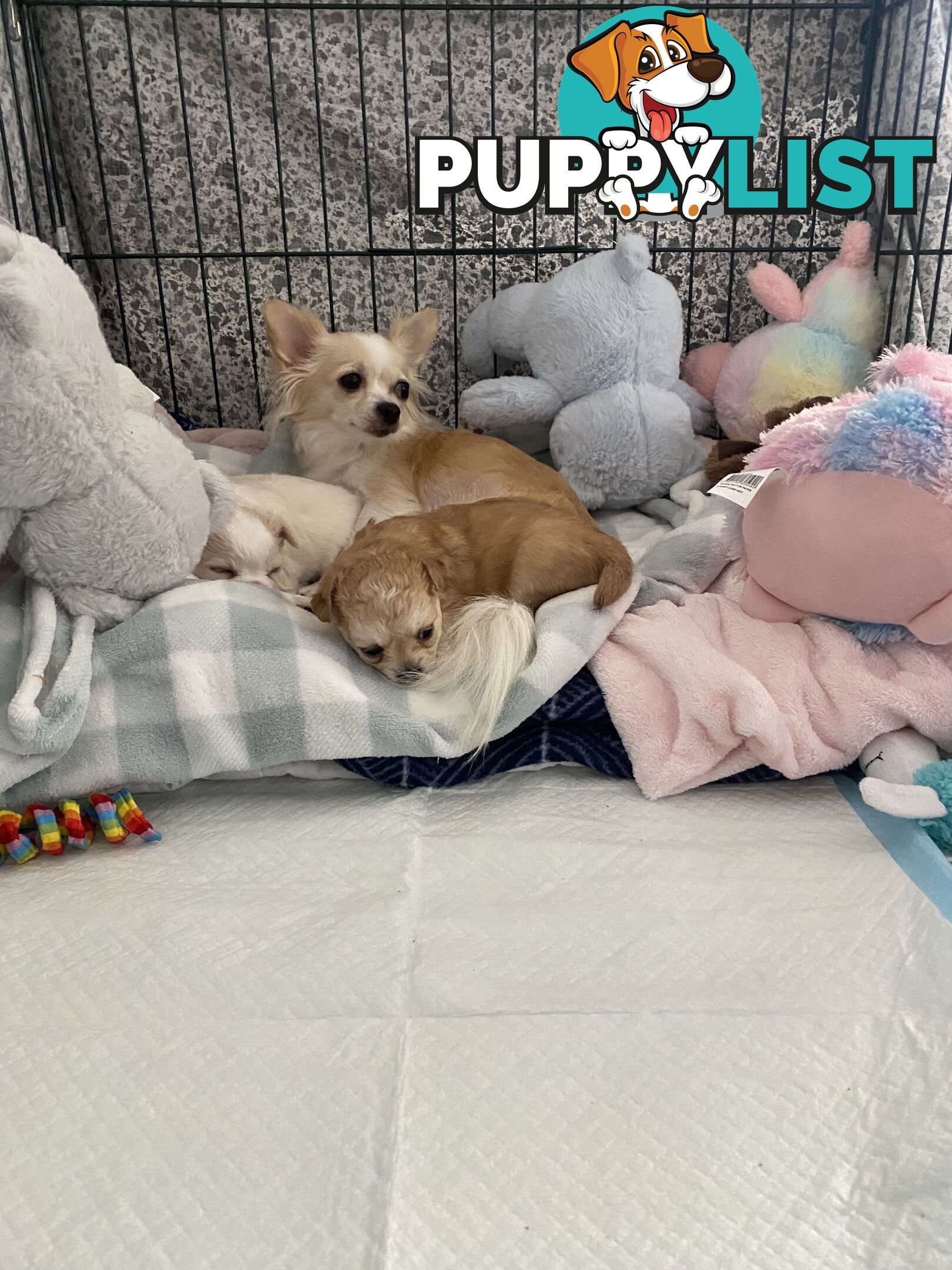 Chihuahua long hair purebred x Maltipom puppies x 3