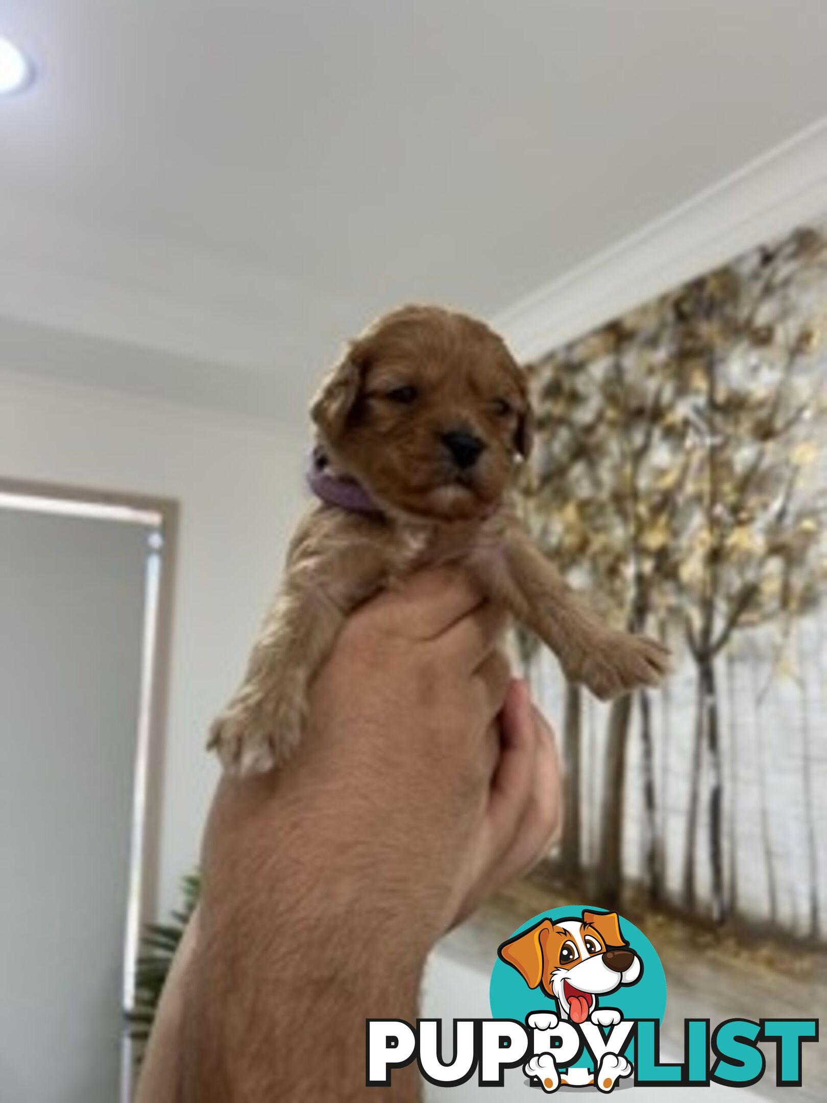 Ruby red first generation toy cavoodle last two beautiful female