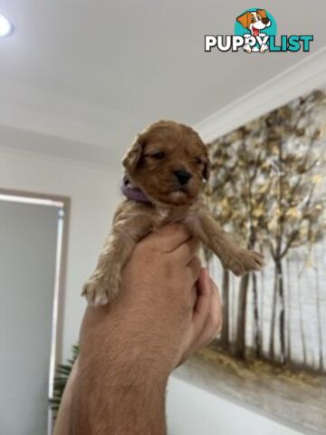 Ruby red first generation toy cavoodle last two beautiful female