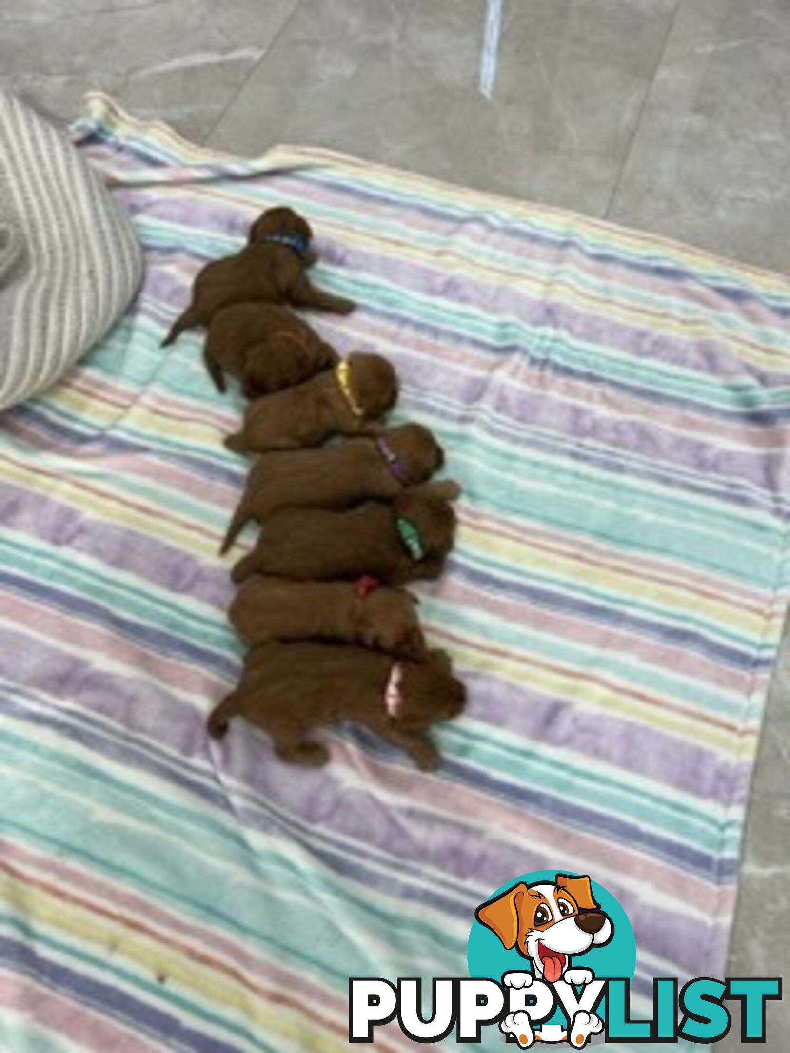 Ruby red first generation toy cavoodle last two beautiful female