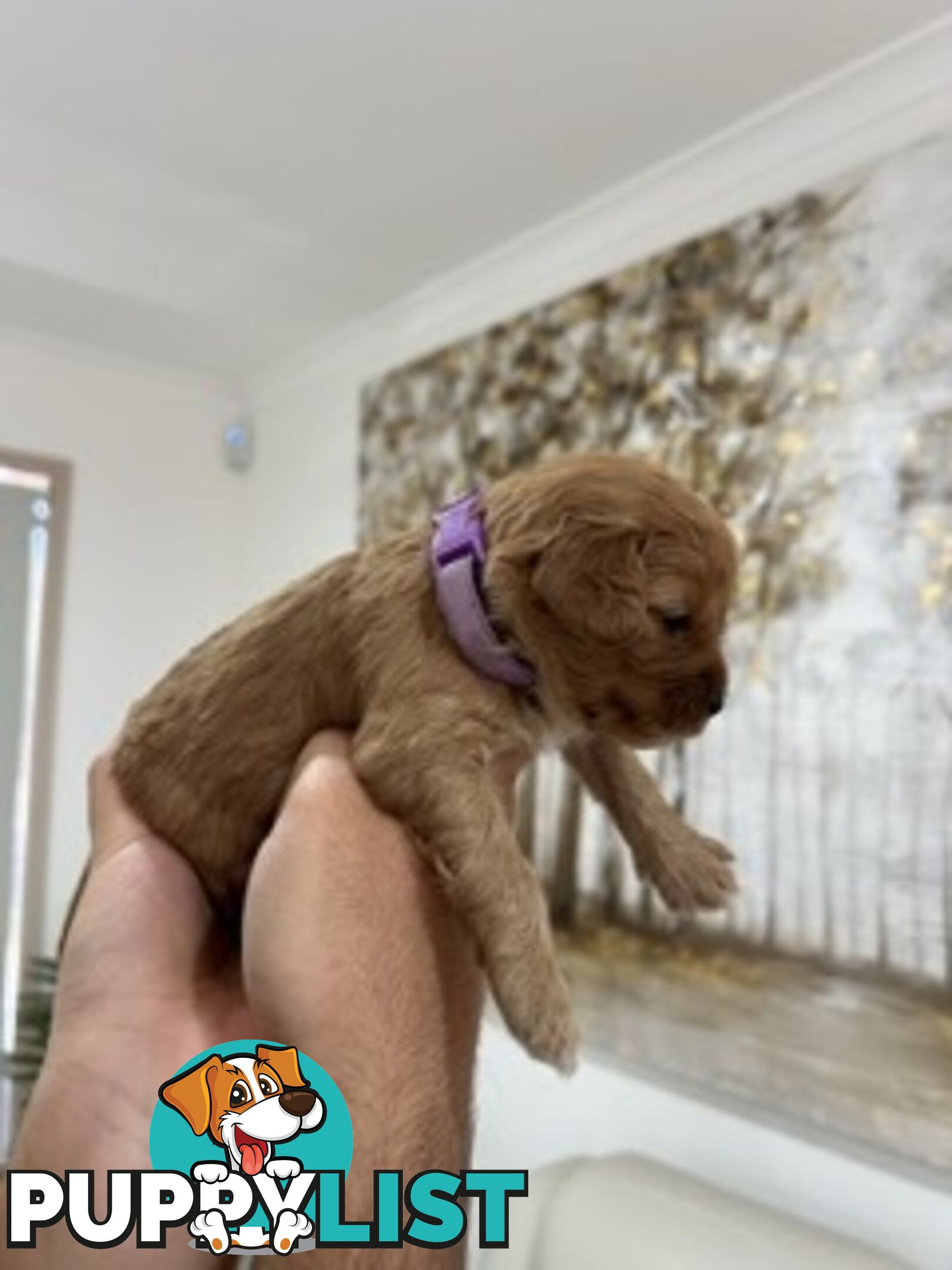Ruby red first generation toy cavoodle last two beautiful female