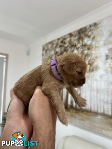 Ruby red first generation toy cavoodle last two beautiful female