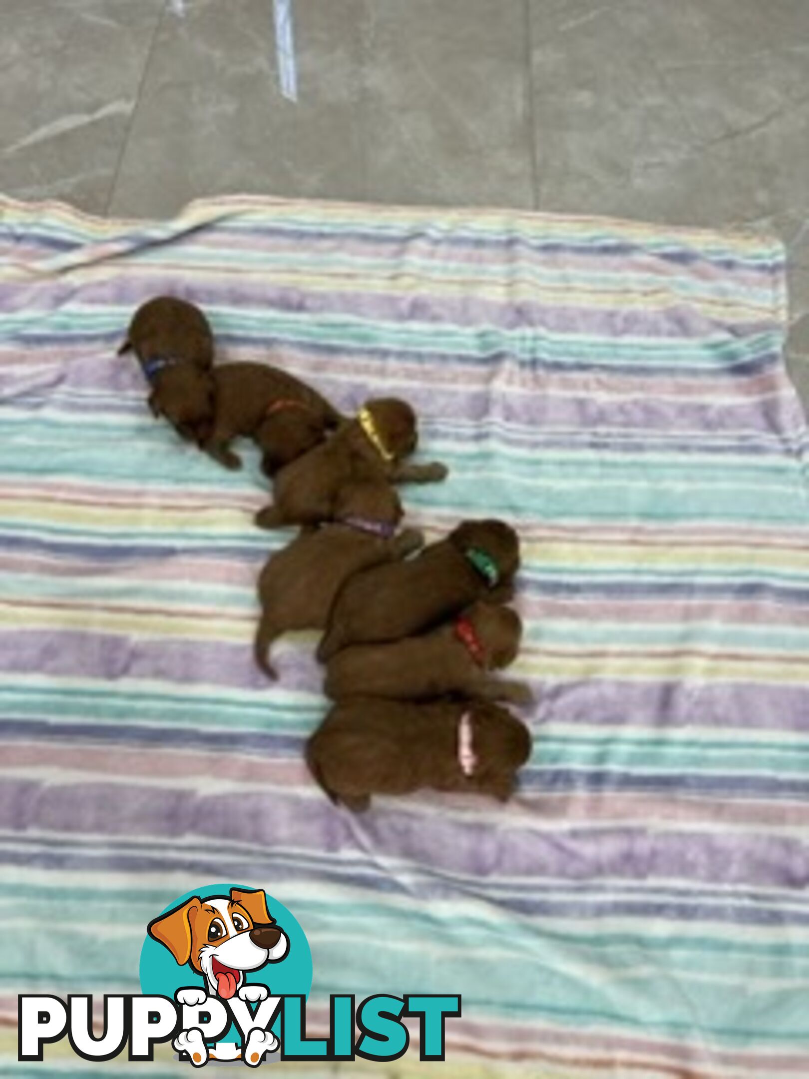 Ruby red first generation toy cavoodle last two beautiful female
