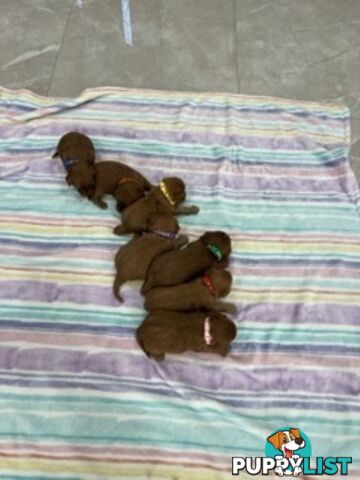 Ruby red first generation toy cavoodle last two beautiful female