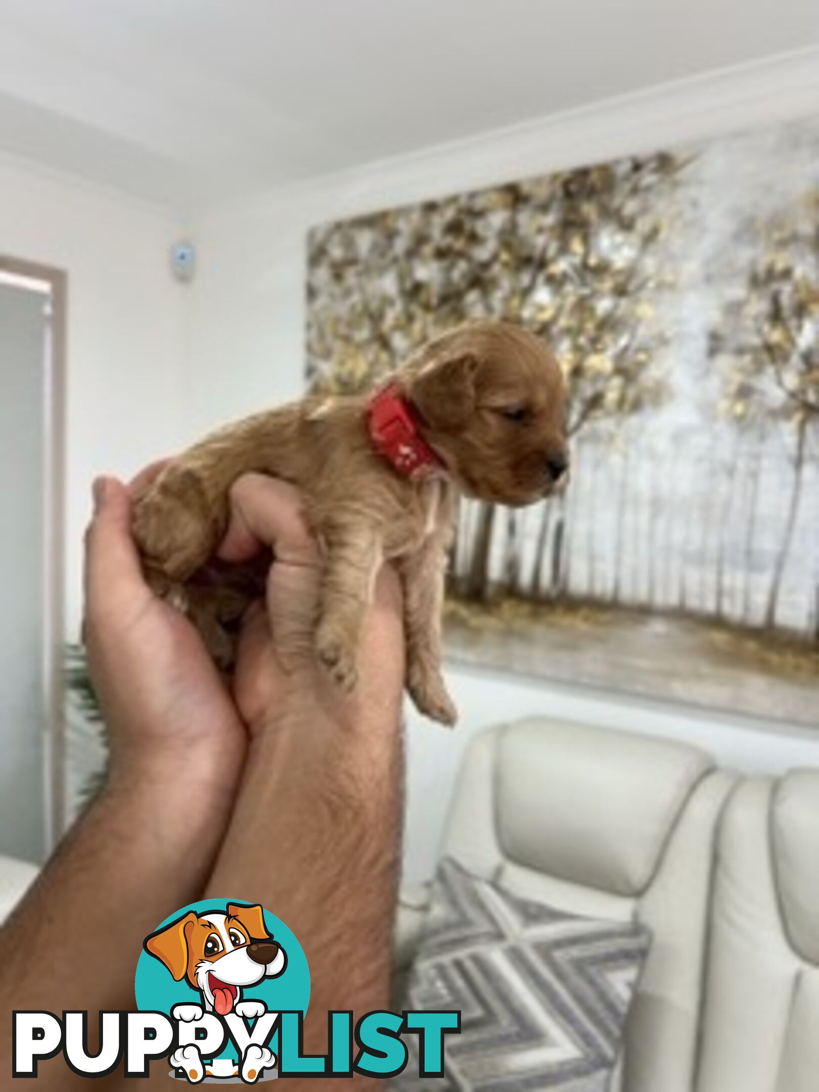 Ruby red first generation toy cavoodle last two beautiful female