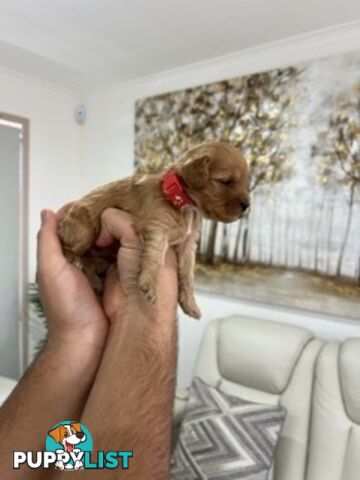 Ruby red first generation toy cavoodle last two beautiful female