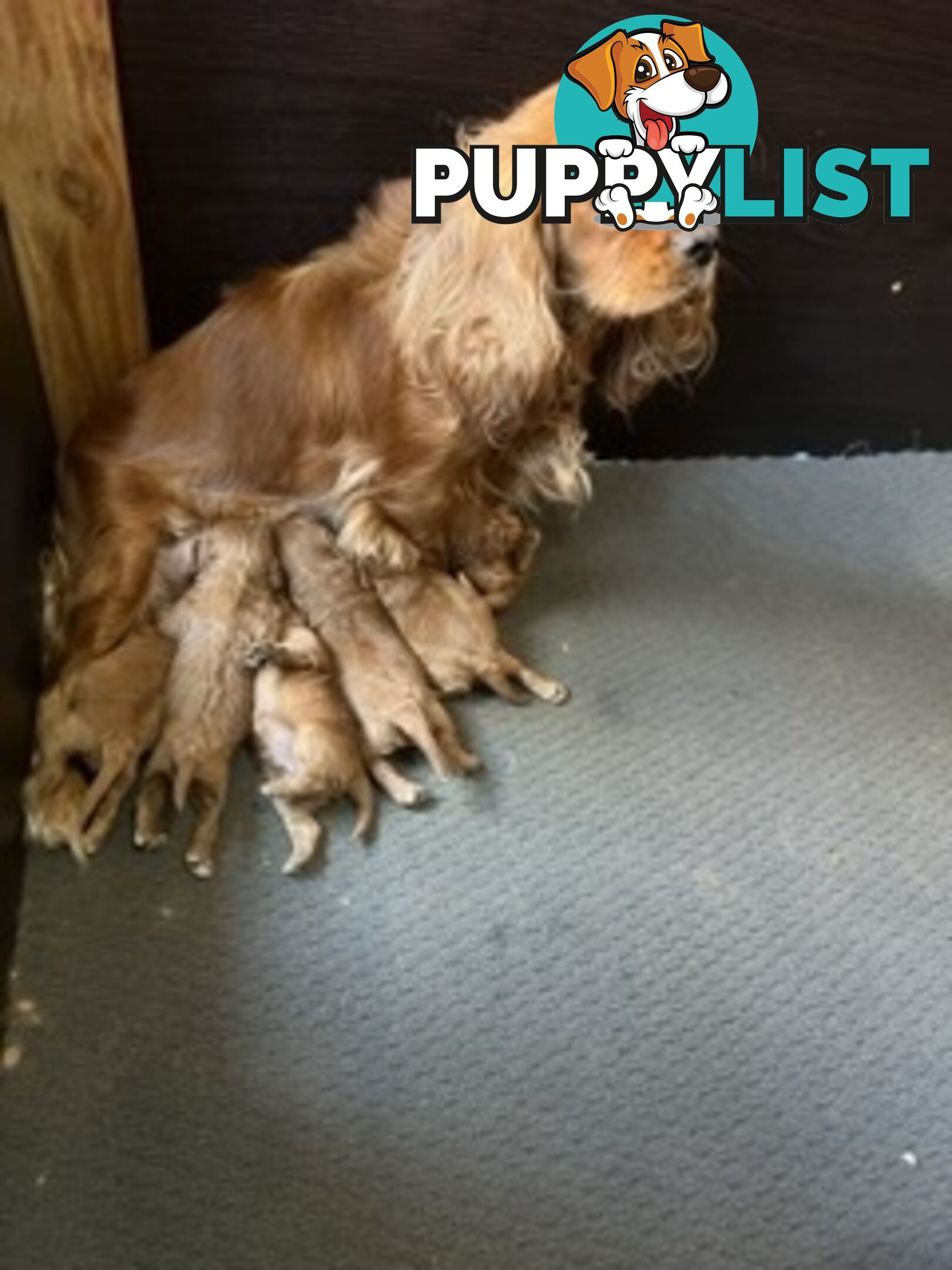 Ruby red first generation toy cavoodle last two beautiful female