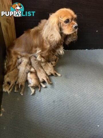 Ruby red first generation toy cavoodle last two beautiful female