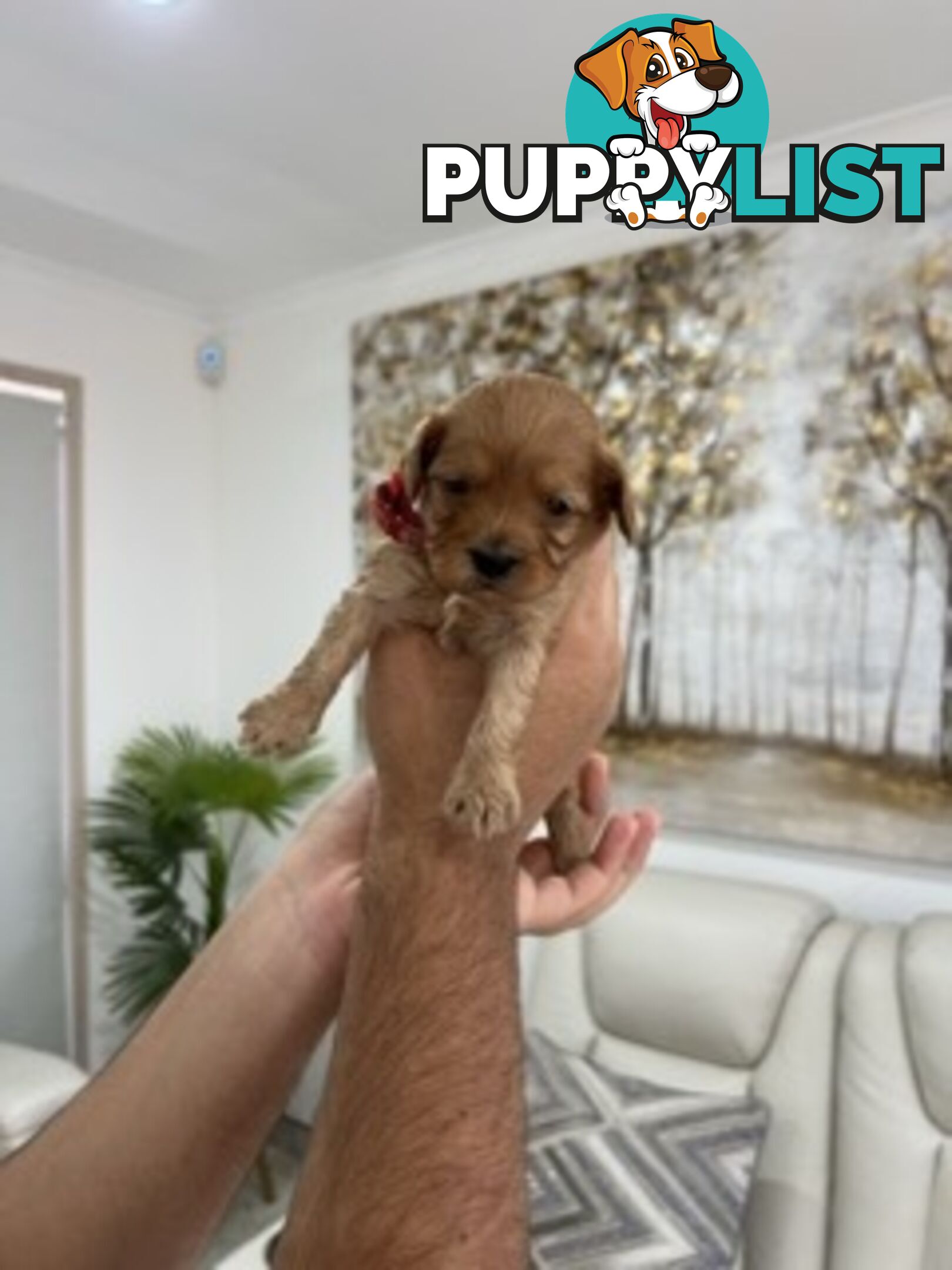 Ruby red first generation toy cavoodle last two beautiful female
