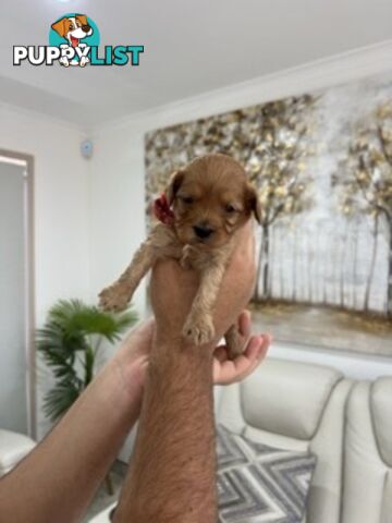 Ruby red first generation toy cavoodle last two beautiful female
