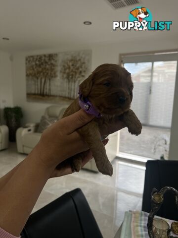 Ruby red toy cavoodle first generation