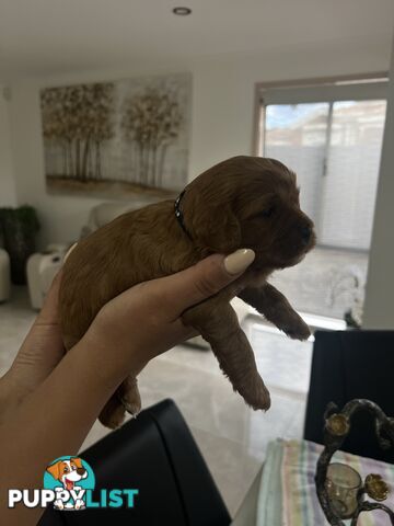 Ruby red toy cavoodle first generation