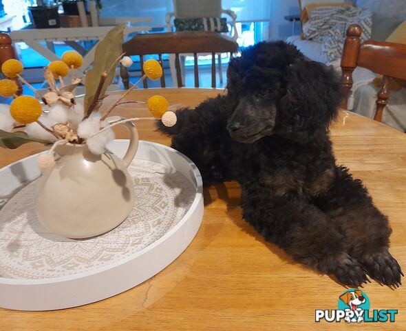 Rare Phantom boy Pure Bred Toy Poodle Puppy