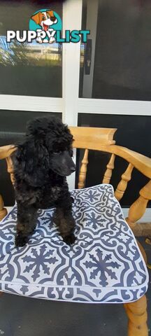 Rare Phantom and Black Pure Bred Toy Poodle Puppies