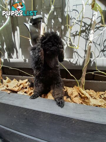 Rare Phantom and Black Pure Bred Toy Poodle Puppies