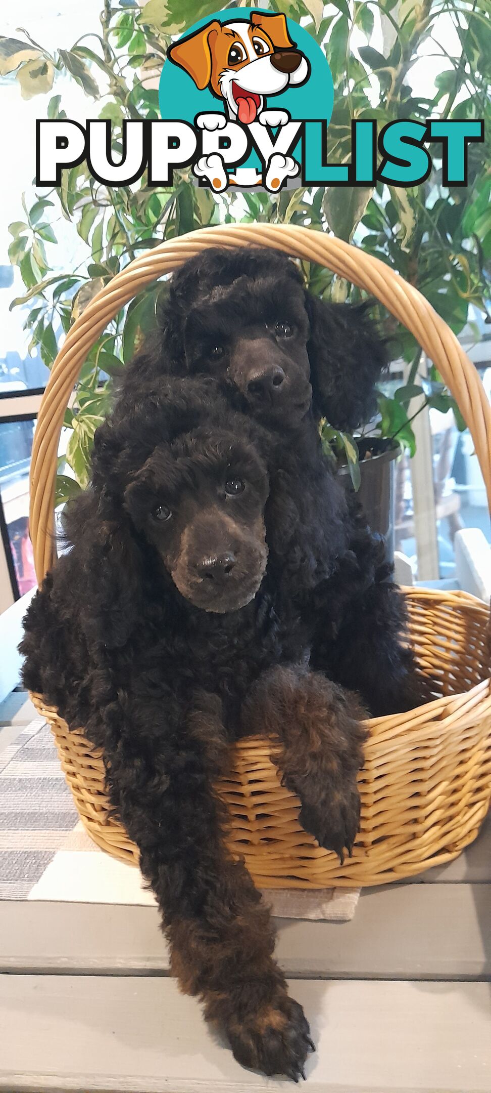 Two Toy Poodle Puppies