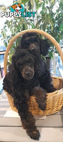 Pure Breed Toy Poodle puppies