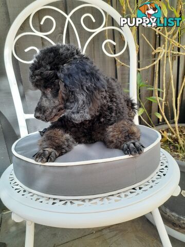 Rare Phantom boy Pure Bred Toy Poodle Puppy