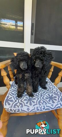 Rare Phantom and Black Pure Bred Toy Poodle Puppies