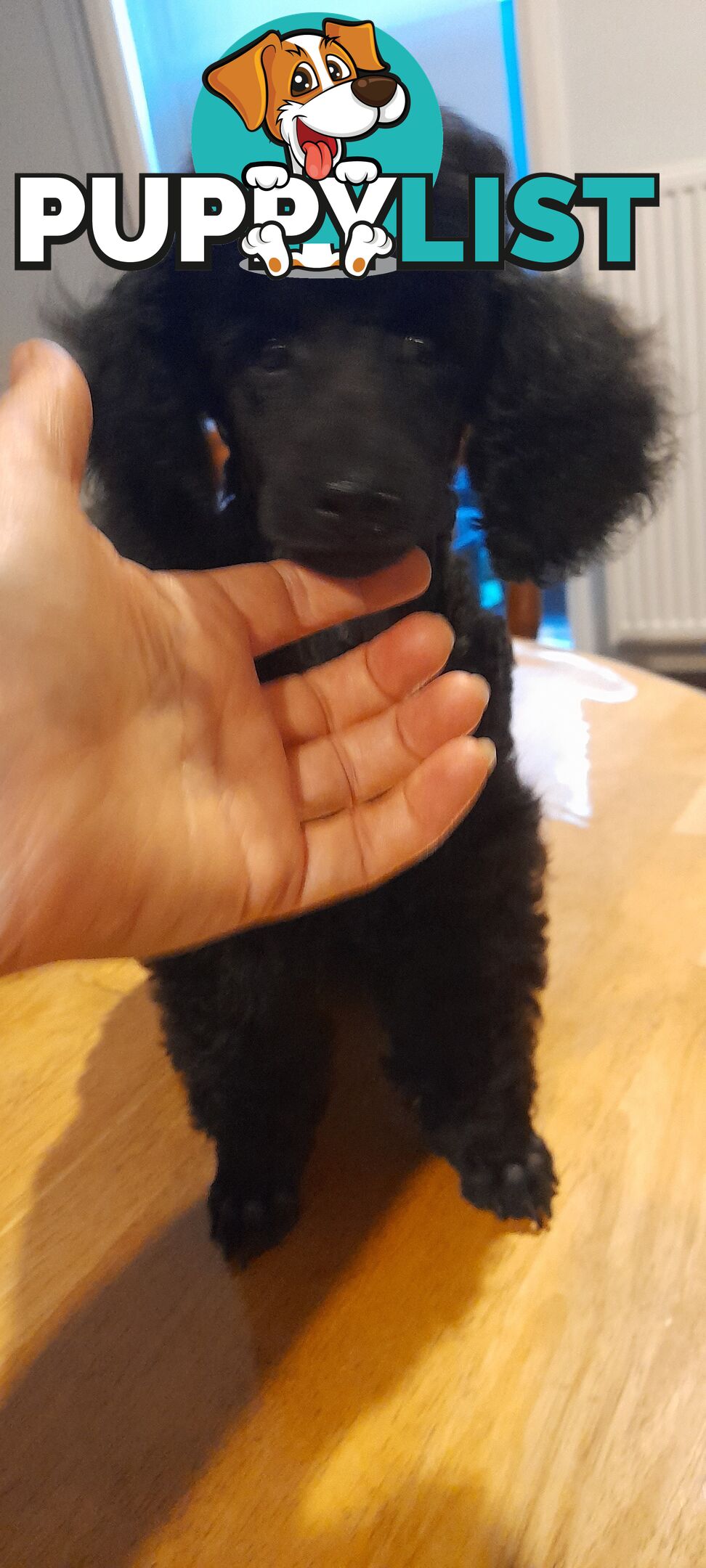 Two Toy Poodle Puppies