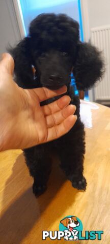 Two Toy Poodle Puppies