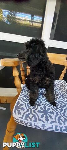 Rare Phantom and Black Pure Bred Toy Poodle Puppies