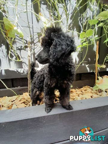 Rare Phantom and Black Pure Bred Toy Poodle Puppies