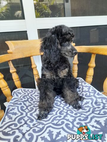 Rare Phantom boy Pure Bred Toy Poodle Puppy