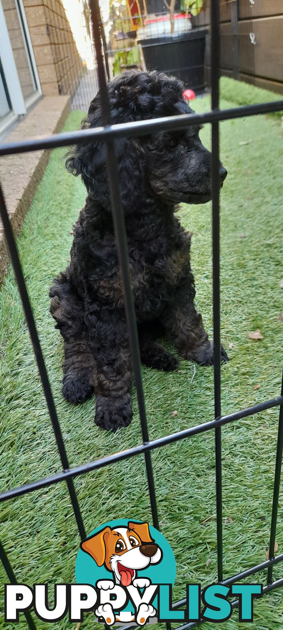 Two Toy Poodle Puppies