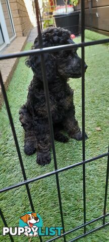 Two Toy Poodle Puppies