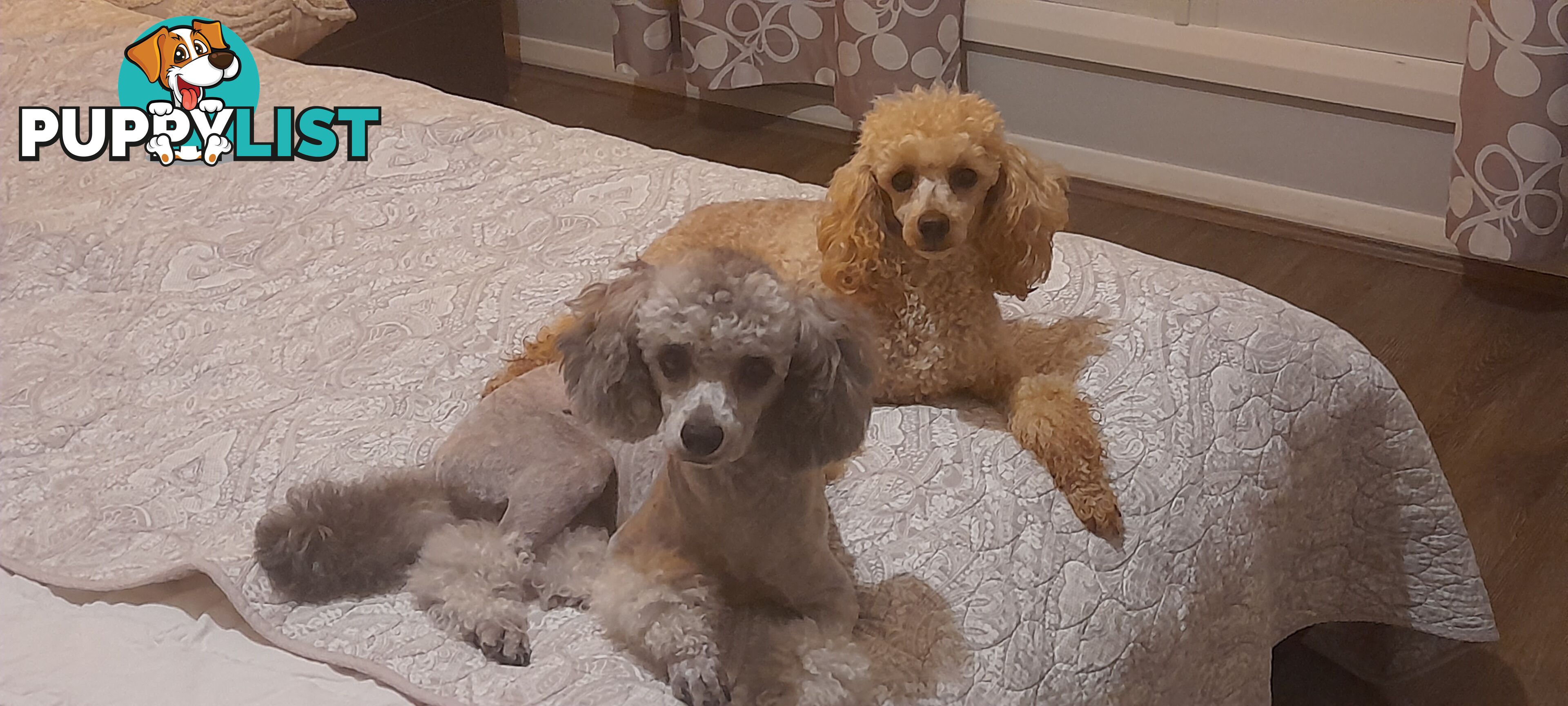 Purebred Toy Poodle