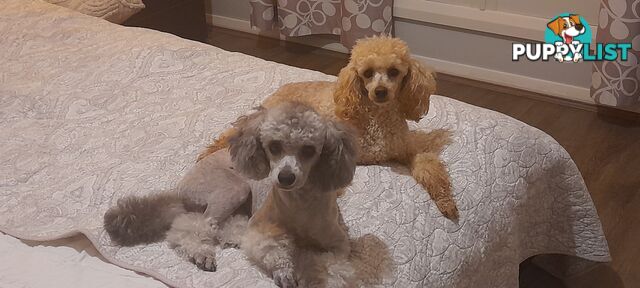 Purebred Toy Poodle