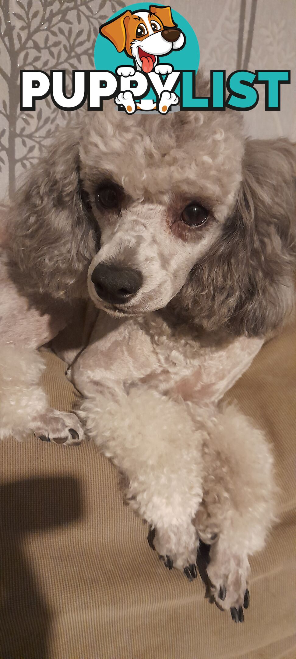 Purebred Toy Poodle