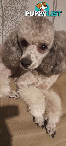Purebred Toy Poodle