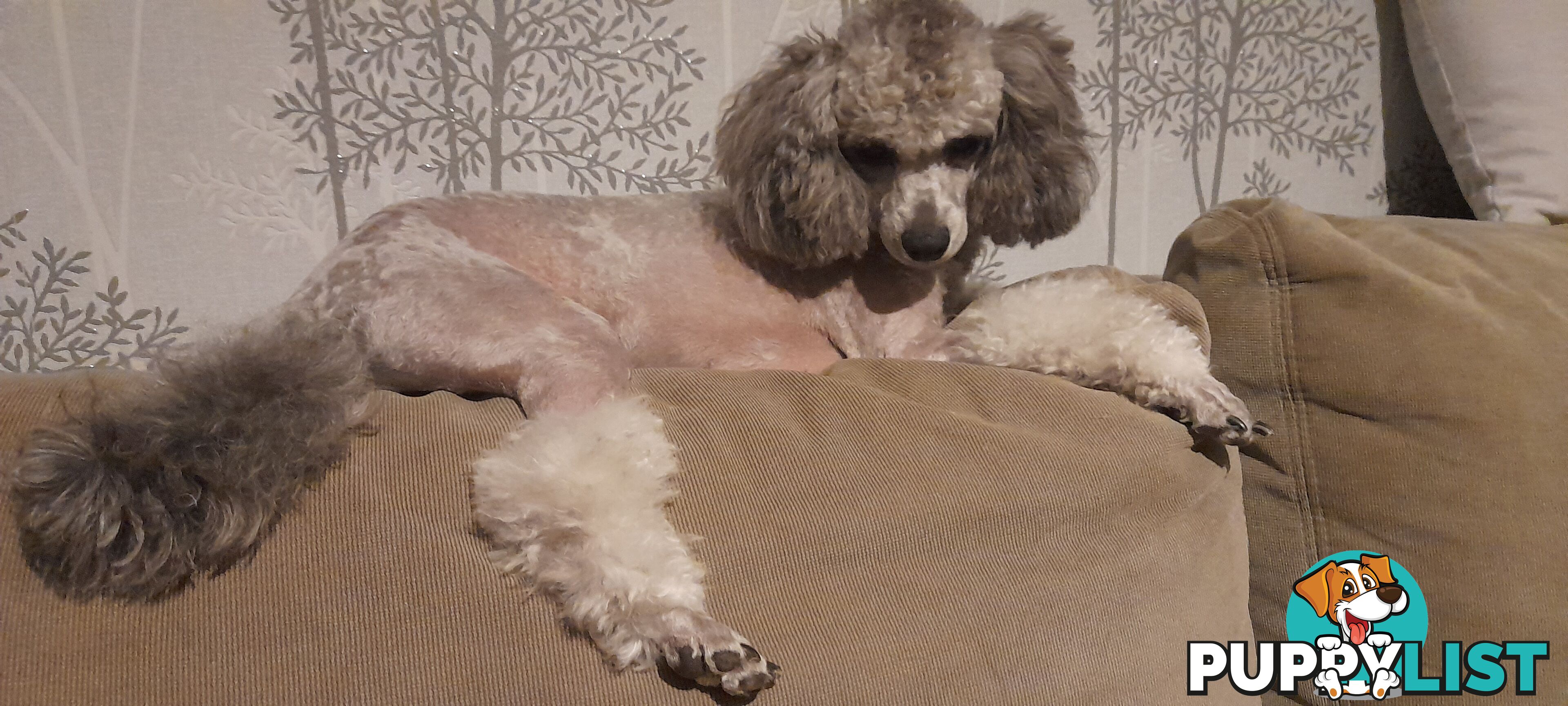Purebred Toy Poodle