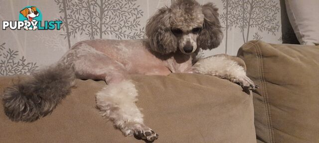 Purebred Toy Poodle