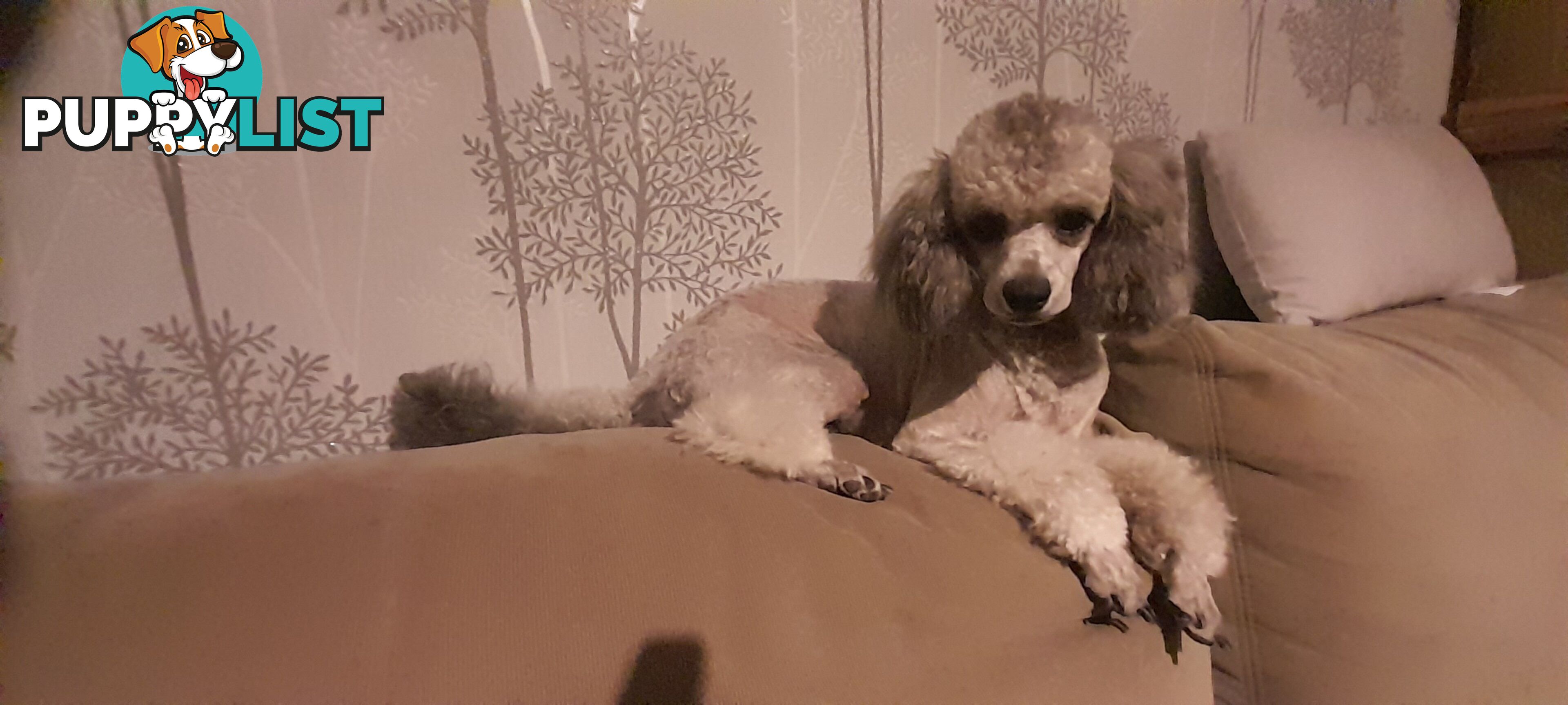 Purebred Toy Poodle