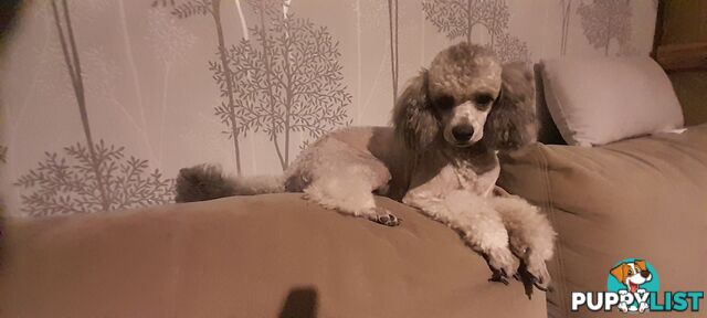 Purebred Toy Poodle