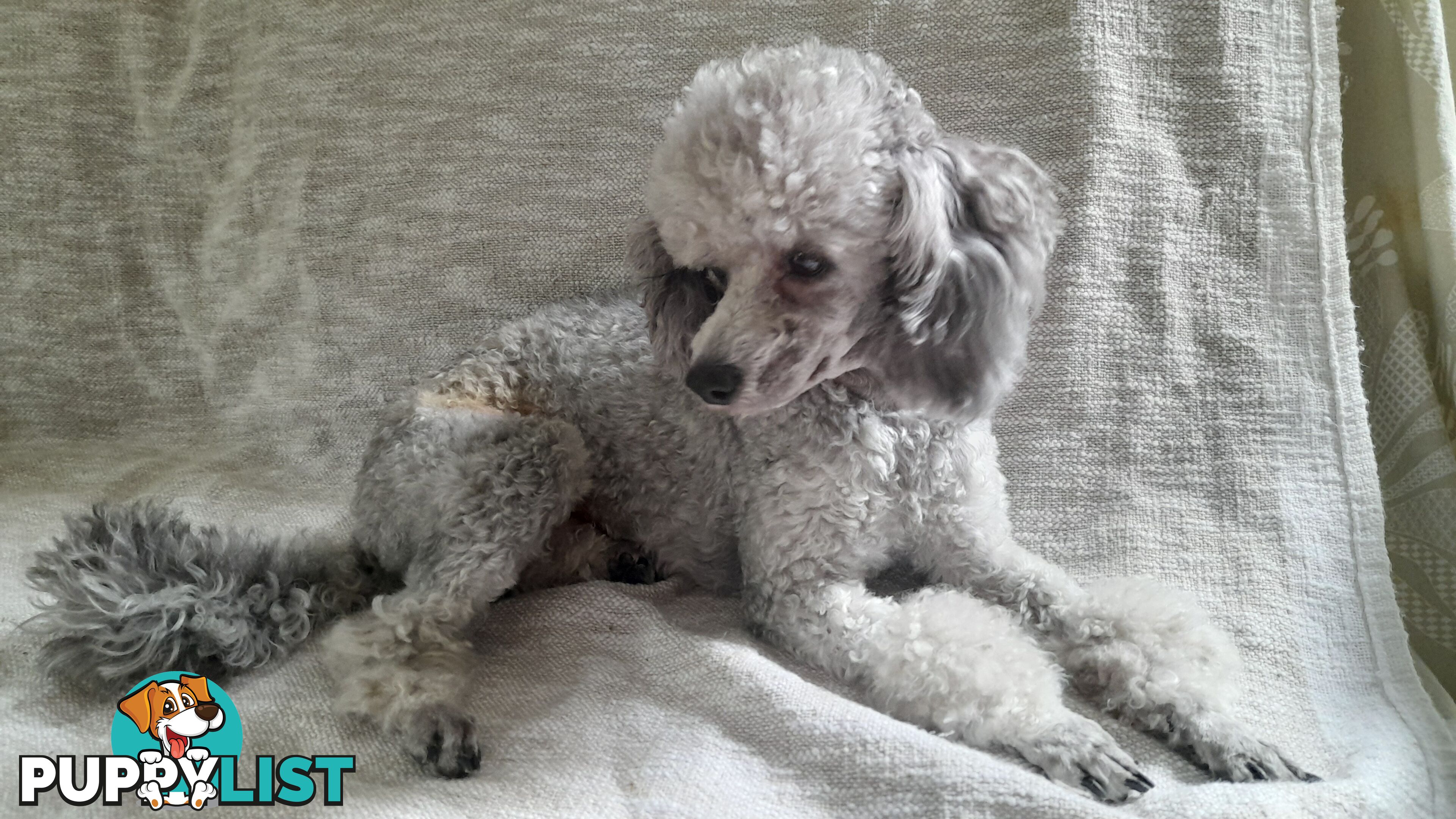 Purebred Toy Poodle
